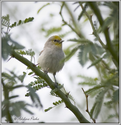Verdin