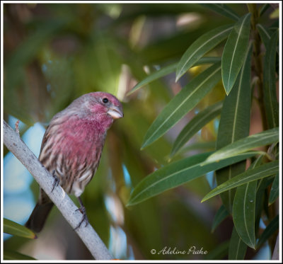 House Finch