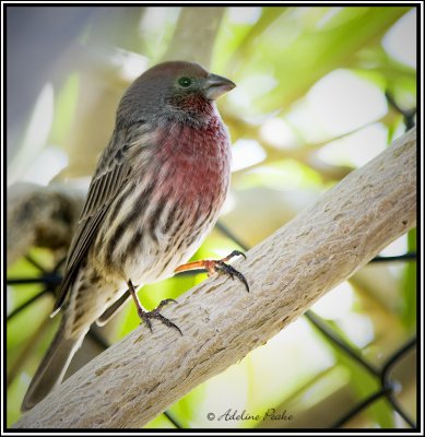 House Finch