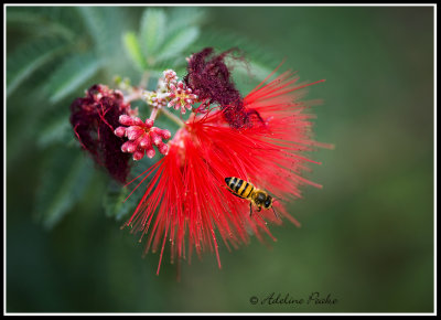 Bee on a Fairy Duster Flower