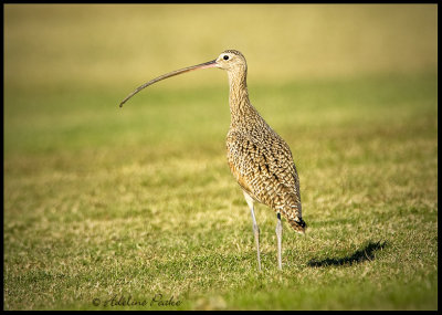Long-billed Curlew