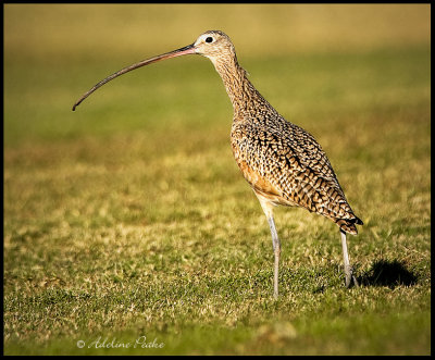 Long-billed Curlew