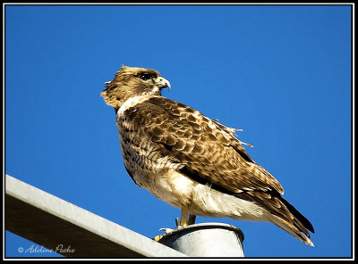 Red-tailed Hawk