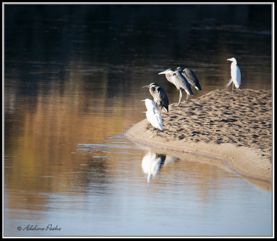 Egrets and Herons