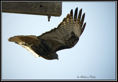 Red-tailed Hawk