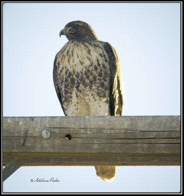 Red-tailed Hawk