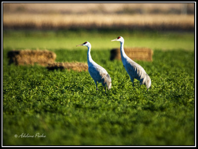 Sandhill Cranes