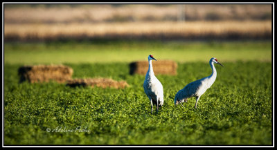 Sandhill Cranes
