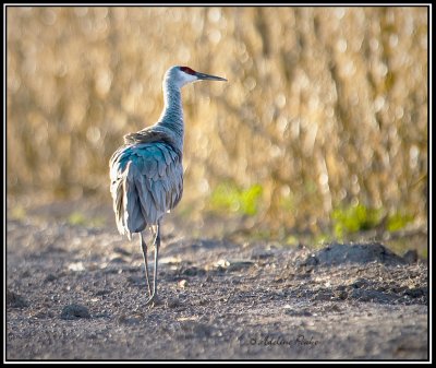 Sandhill Crane