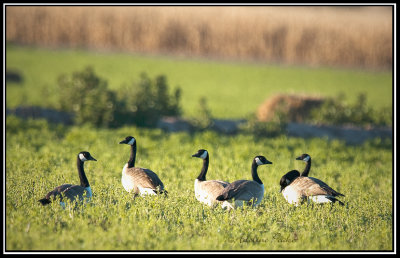 Canada Geese