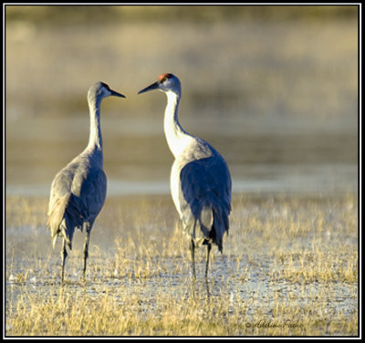 Sandhill Cranes