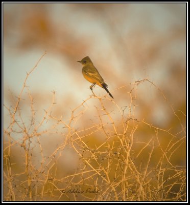 Say's Phoebe