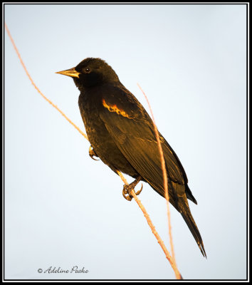 Red-Winged Blackbird