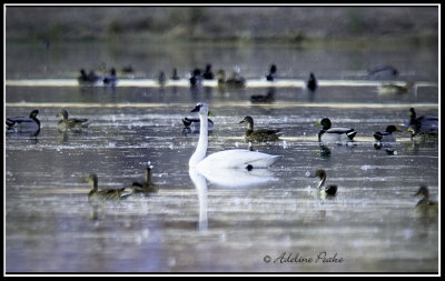 TundraSwan among ducks