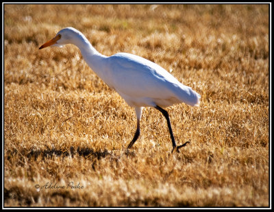 Cattle Egret