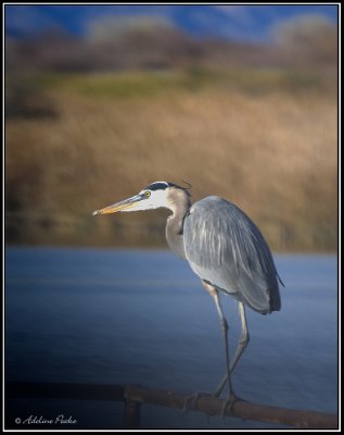 Great Blue Heron