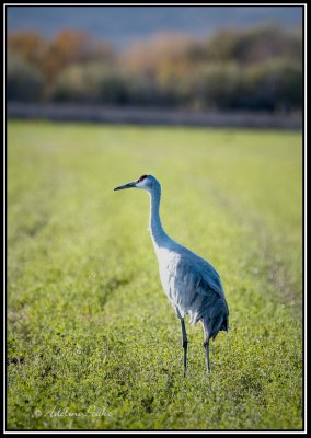 Sandhill Crane