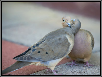 Mourning Doves