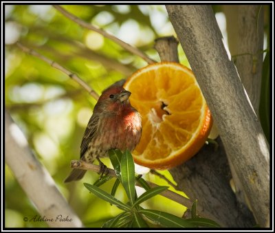 House Finch