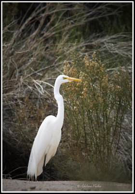 Great Egret