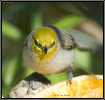 Verdin