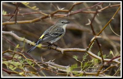 Yellow Rumped Warbler