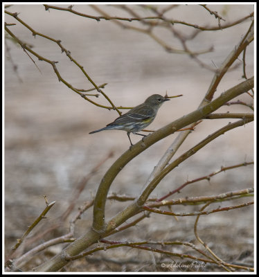 Yellow Rumped Warbler