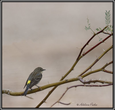 Yellow Rumped Warbler