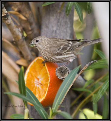 House Finch