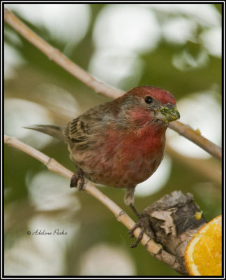 House Finch