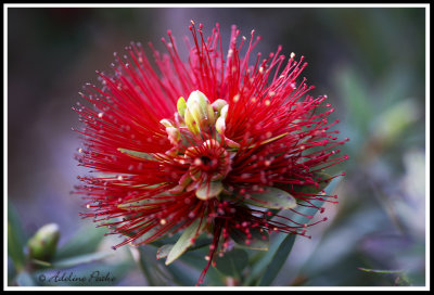 Bristle Brush