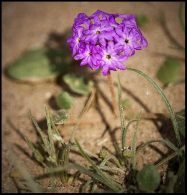 Sand Verbena