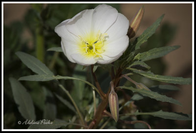 Desert Lily