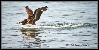 Brown Pelican