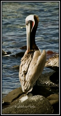 Brown Pelican