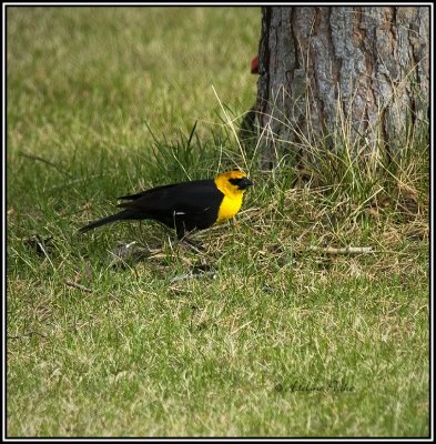 Male Yellow-heahed Blackbird