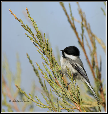 Black-capped Chickadee