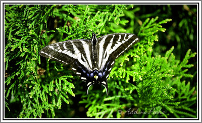 Pale Swallowtail (rare to Alberta)