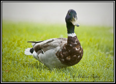 Mallard Duck(Male)