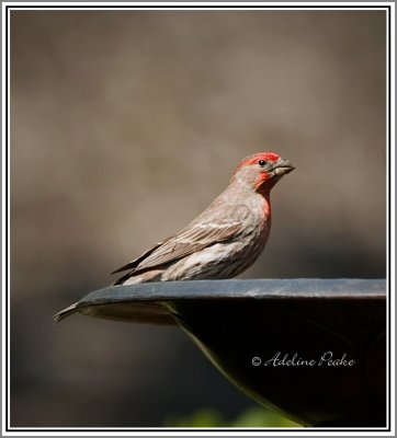 House Finch?