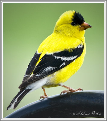 Male American Goldfinch