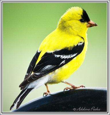 Male American Goldfinch