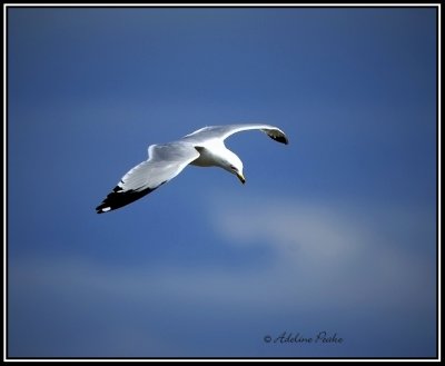 Ring-billed Gull