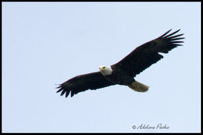 Bald Eagle