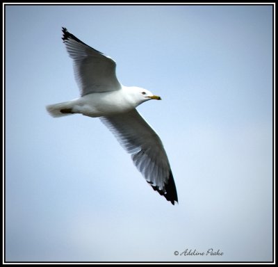 Ring-billed gull