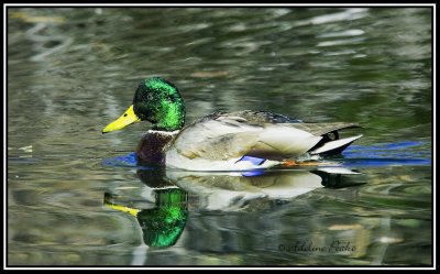 Male Mallard Duck
