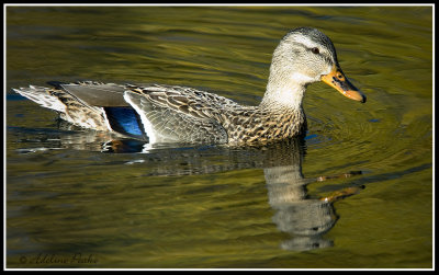 Female Mallard Duck