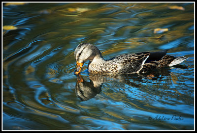 Female Mallard Duck