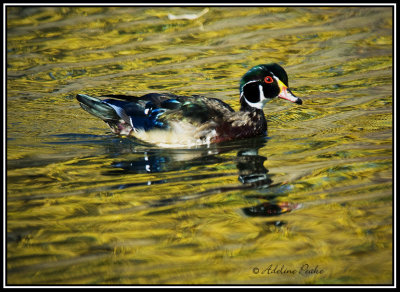 Wood Duck