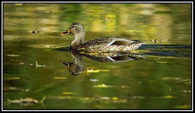 Female Mallard